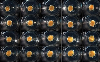 Composite image showing the progression of 3D cell culture in a petri dish, with a grid of 24 numbered images, each depicting a different stage of growth, and the cell culture appearing as an orange-brown mass against a black background. 3D Cell Culture