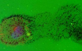 Cell-Based Assays Cell-Based Assays