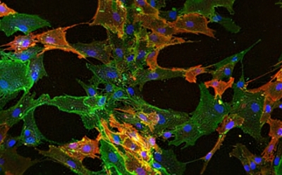 Stem Cell Culture Stem Cell Culture