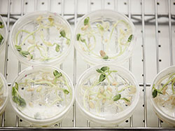 Plant Tissue Culture Plant Tissue Culture