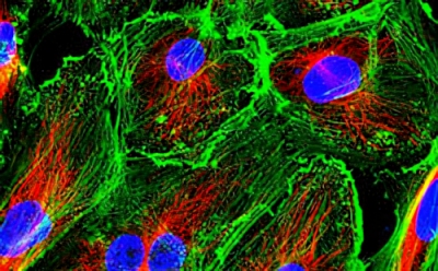Primary Cell Culture Primary Cell Culture