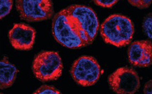 Live U937 cells stained with CellVue® Claret Far Red Fluorescent Dye and DAPI A microscopic image showing multiple round cells with a vivid blue interior and red outlines, set against a black background. The cells appear to be stained for live cell imaging.