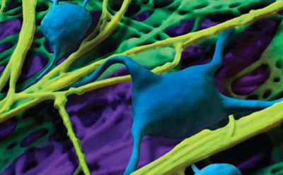 Attachment Factors The image presents a microscopic view filled with blue cells and yellow fibrous structures, all set against a purple backdrop.