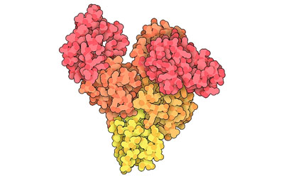 Albumins and Transport Proteins The image depicts a Y-shaped molecular structure with clusters of molecules in vibrant shades of pink, orange, and yellow.