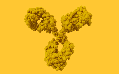 Monoclonal Antibodies Drawing of a monoclonal antibody.