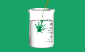 Cannabis Testing Cannabis Testing