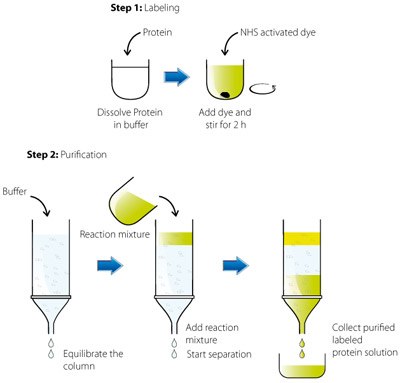 Marquage et modification des protéines L'image décrit un procédé de marquage et de purification des protéines en deux étapes, l'étape 1 correspondant au marquage et l'étape 2 à la purification.