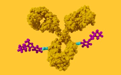 Antibody-drug Conjugates Drawing of an antibody-drug conjugate.