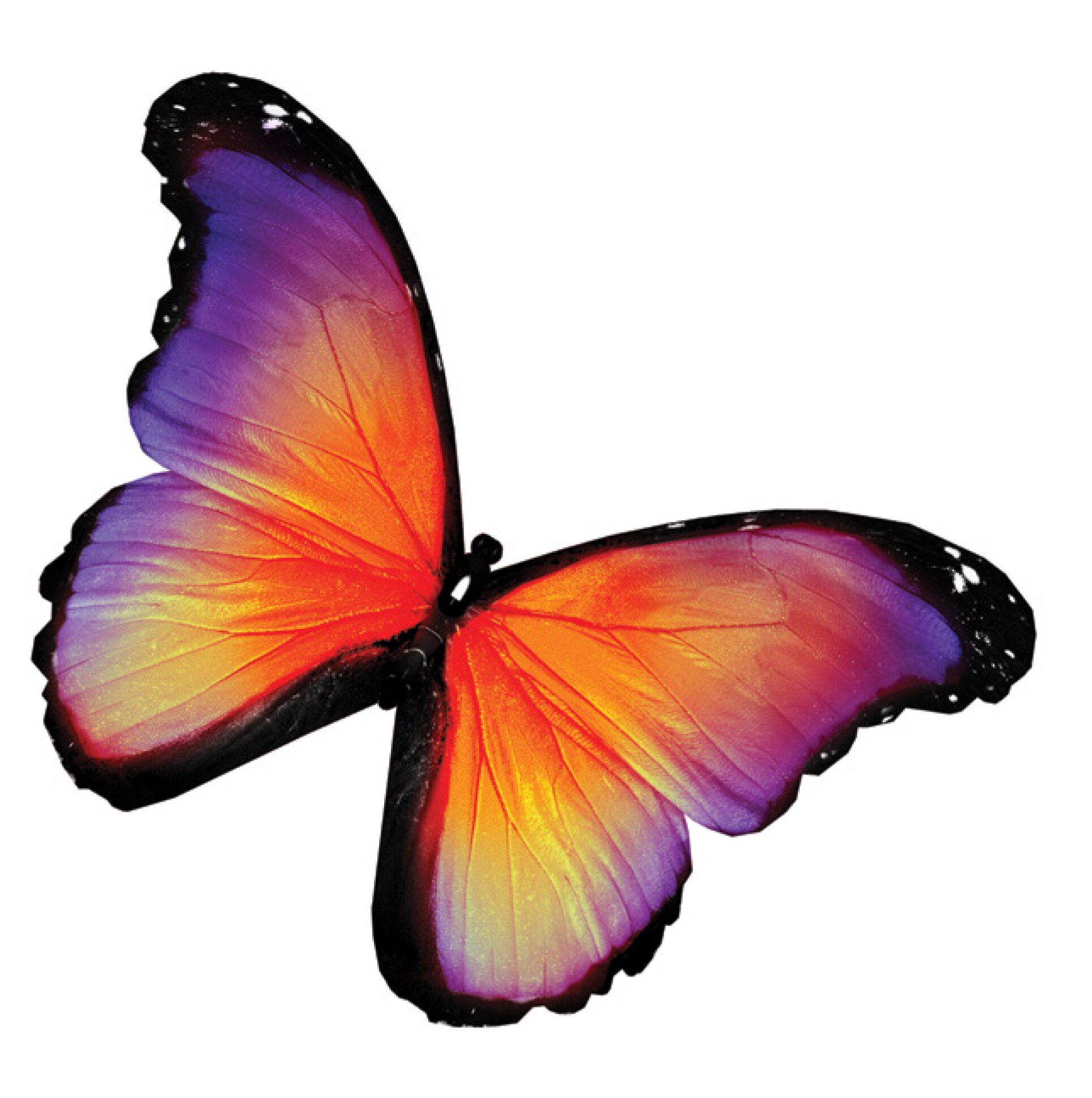 Merck:/Freestyle/BI-Bioscience/Cell-Culture/stem-cell-images/butterfly.jpg