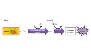 Protein Quantitation This image has a flow diagram illustrating a chemical reaction involving a protein and other compounds.