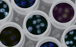 CRISPR CRISPR