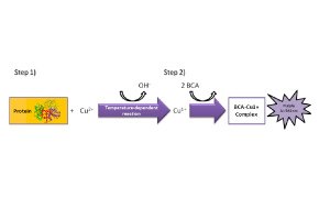 タンパク質定量 タンパク質と他の化合物が関与する化学反応を示すフロー図の画像。