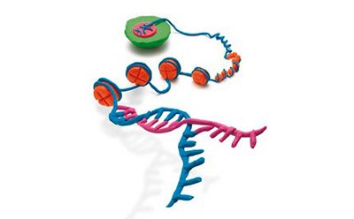 A clay modeling of DNA. A clay modeling of DNA.