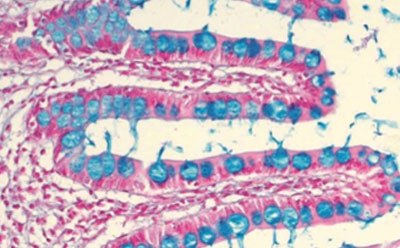 Alcian blue-nuclear fast red staining, intestine Histology Stains